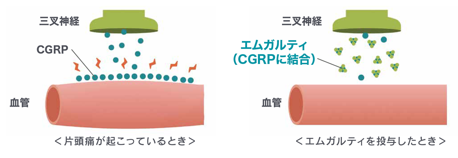 エムガルティのはたらき